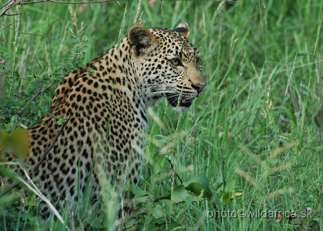 puku rsa 195.jpg - Meeting with leopard mother, near Babalala between Punda maria and Shingwedzi.